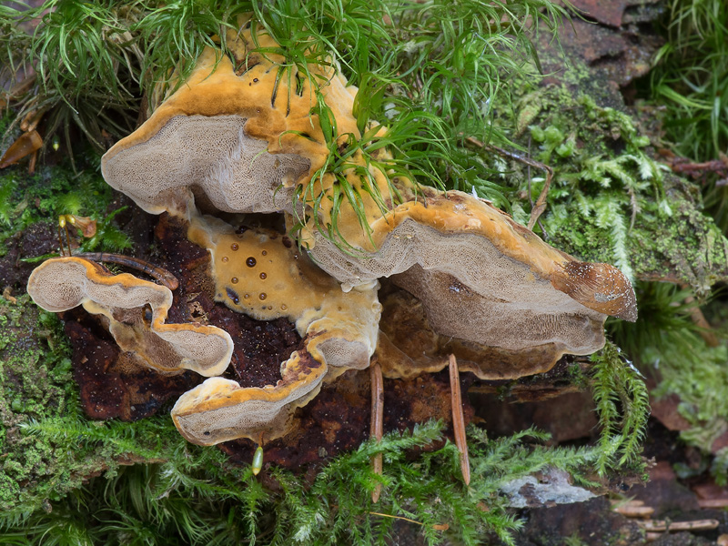 Phellinus nigrolimitatus